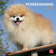 (12x12) Pomeranians - 2013 Wall Calendar - £4.78 GBP