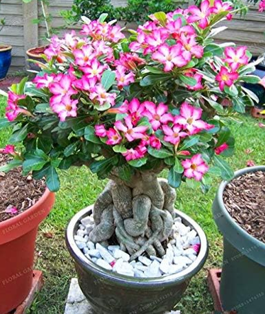 Desert Rose Seeds Flowers Adenium Obesum Color:8 - $7.99
