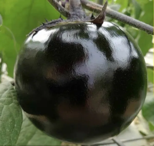 30+Round Black Eggplant Seeds High Yield Tasty Green Asian Vegetable Usa Garden - £5.38 GBP