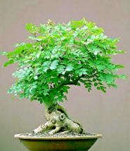 Bonsai Moringa Seeds Oleifera Drumstick Tree Bonsai Exotic Seed 12 Seeds - £7.83 GBP