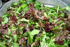 LWSTORE 1000 Gourmet Lettuce Seeds Mixture Non Gmo USPS Shipping - $8.42