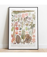Vintage Water Plants Print. Aquatic Plant Species and Algae Poster. Muse... - $369.95 MXN+