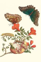 Pomegranate &amp; Butterflies by Maria Sibylla Merian - Art Print - £16.42 GBP+