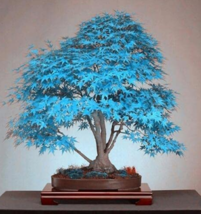 50 pcs Blue Maple Tree Seeds Bonsai Series FROM GARDEN - £5.17 GBP