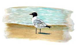 Laughing Sea Gull Shore Bird Watching Vinyl Decal Sticker Beach Home Decor Art - £5.57 GBP+