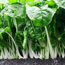 500 Fordhook Swiss Chard Seeds Heirloom Non-Gmo Always Seeds USA Seller Garden F - £10.29 GBP