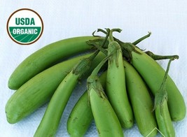 10 Organic Thai Green Asian Eggplant Seed Tasty Asian New Fresh Seeds USA - $17.50