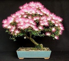 20 Seeds Albizia Julibrissin Mimosa Bonsai Tree for Planting Persian Pink Silk - £14.62 GBP