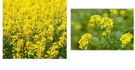 1000+ Yellow Mustard Seeds micro-greens Make Your Own Mustard - £15.17 GBP