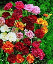 USA SELLER 40 Carnation Grenadin Triumph Mix Fragrant Perennial Flower Seeds Fre - £14.23 GBP