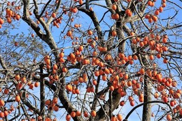 BStore 5 Seeds Japanese Persimmon Tree Asian Diospyros Kaki Orange Red Fruit Flo - £7.47 GBP