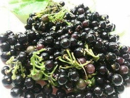 Wonderberry - Solanum x burbankii - 100+ seeds - So 030 - £2.76 GBP
