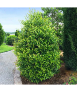 2 CHERRY LAUREL Prunus caroliniana - $12.95