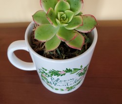 Succulent in Mug "Bloom Where You Are Planted", ceramic white planter Plant Gift image 3