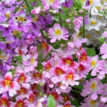 Schizanthus Angel Wings Mix Butterfly Flower 25 Flower Seeds Fresh Seeds... - £9.38 GBP