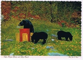 Ontario Postcard Black Bears Feeding - £2.33 GBP