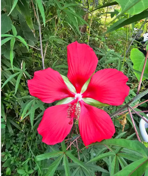 10 Texas Hibiscus Seeds Red Scarlet Hibiscus Coccineus Easy To Grow Garden - $7.98