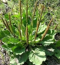 1000 Chinese Plantain Plantago Asiatica Herb Flower Seeds - £15.59 GBP