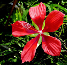 HS 10 Red Texas Star Hibiscus Coccineus Scarlet Rosemallow Flower Seeds *Flat Sh - £2.69 GBP