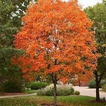 20 Northern Sugar Acer Japanese Maple Tree Seeds - $89.73 MXN