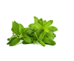 400 Stevia Seeds, Stevia Herbs Seeds Green Herb, Stevia Rebaudiana Semillas for  - £7.65 GBP