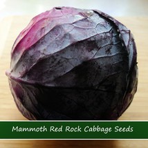 New Fresh Seeds Vegetable Seeds Cabbage Mammoth Red Rock Cabbage 50 Seeds Solid  - $17.36