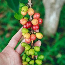 Coffea Arabica Kona Coffee Mountain Coffee 10 Seeds Usa Fast Shipping - $20.80