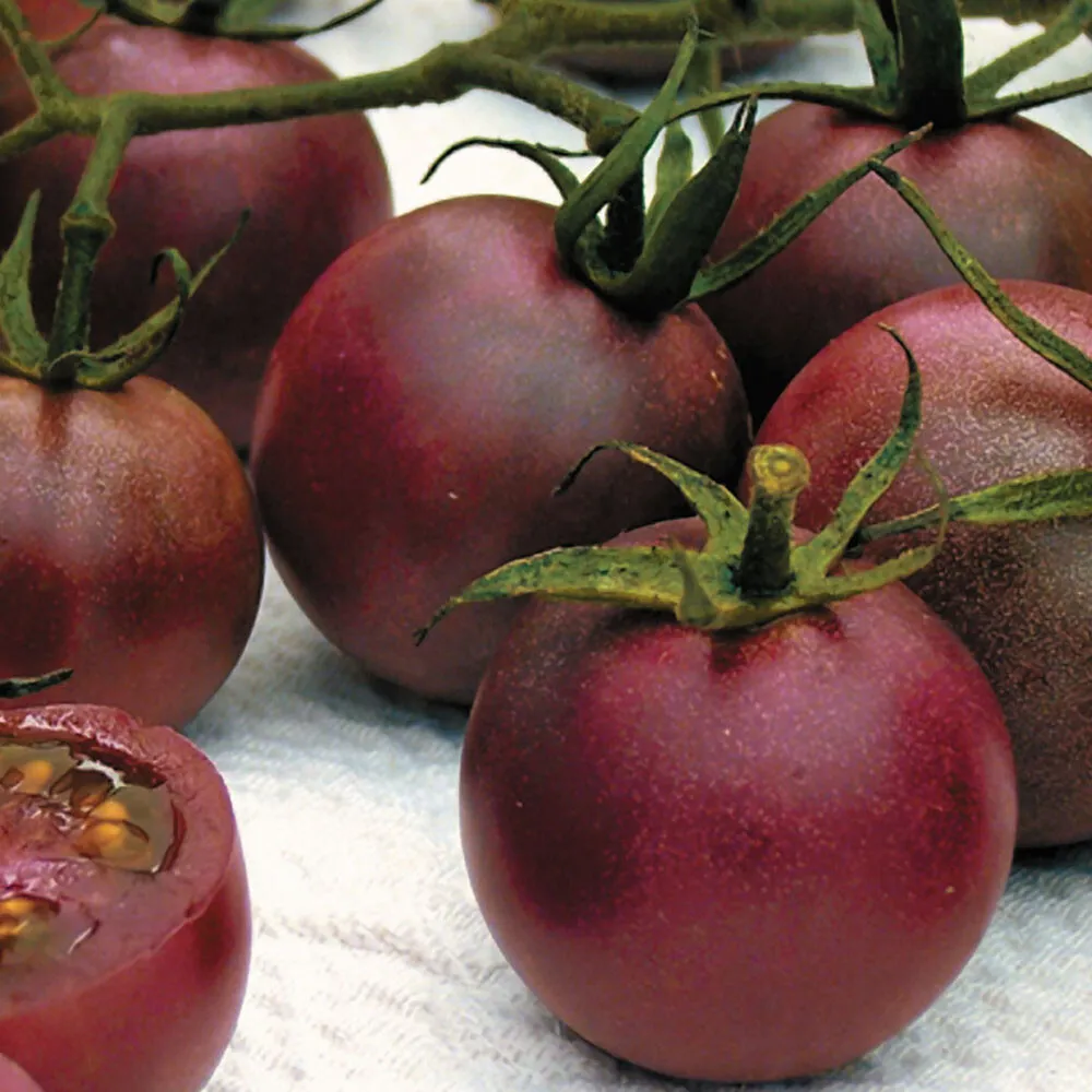 TG Chocolate Cherry - Super Sweet! - +30 Tomato Seeds - £4.77 GBP