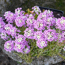 Violet Queen Alyssum Seeds USA Seller - $4.38