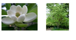 qt. pot SWEETBAY MAGNOLIA, Laurel Magnolia, Swamp Magnolia Outdoor Living - £35.96 GBP