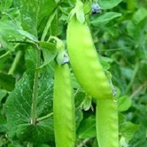 50 Snow Pea Seeds Oregon Giant Sugar Pod Peas Fresh Seeds USA - $19.85