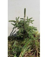 Lot of ~3~ FAST GROWING Norway Spruce 37"-48" Hardy Transplants SPRING 2025 Ship - $115.00