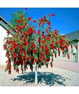 FMG 50 Weeping Bottlebrush Flower Tree Seeds Callistemon Viminalis Fast ... - $20.36 CAD