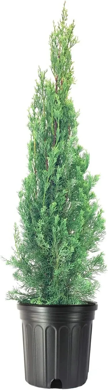Italian Cypress Tree Extra Large 3 Gallon Tree Cupressus Sempervirens - £75.97 GBP