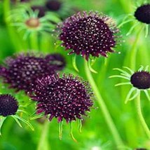 Scabiosa Purple Pincushion Garden Flower Plant Seed 200 Seeds Fresh USA ... - $12.53