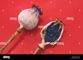 Item image 15