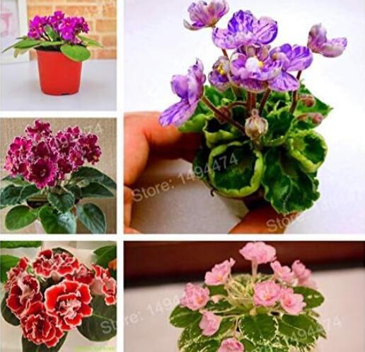 Mixed Color Mini Violet As African Violet Seeds - $9.99