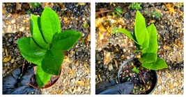 Easy to Grow~ZZ Zamioculcas zamiifolia Live Plant~Houseplant~Indoor - £20.55 GBP
