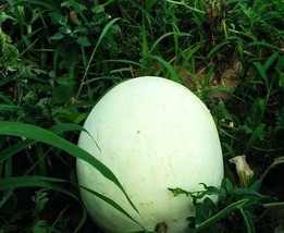 20 White Skin Red Inside Watermelon &#39;Bai Niang Zi&#39; Fruit Seeds for Garden - £10.79 GBP