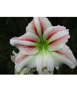 SR 1 Amaryllis bulb from Moon Scene Hippeastrum Plant 12-14 cm. circumfe... - $27.90