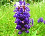 LWK Heal All Prunella Vulgaris 50 Fresh Seeds Fast Shipping - $10.09