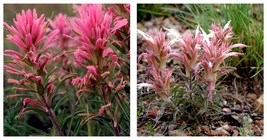 150 Seeds Castilleja Sessiliflora Downy Indian Paintbrush Paintedcup Seeds - $21.99