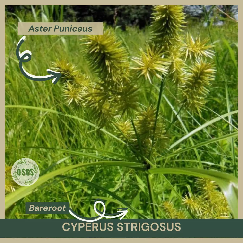 Bareroot Cyperus strigosus Straw-colored Flatsedge Native Plant Sedge - $17.47