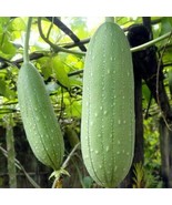 110 Seeds Luffa Sponge Gourd Seeds Loofah Sponge NON-GMO USA-SELLER - £3.49 GBP