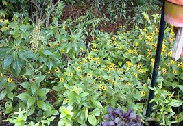 Blackeyed Susan Daisy 100 Flower Seeds Of Mini Yellow Perennials Garden ... - $8.97
