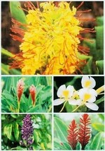 10 HAWAIIAN GINGER PLANT ROOTS ~ MIXED ~ GROW HAWAII - $169.88