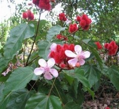 10 Lipstick Plant Annatto Seeds /Perennial Grown As Tree Flowering House... - $8.35