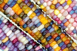 100 Seeds for Planting Glass Gem Indian Corn - £22.47 GBP