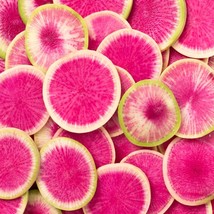 Watermelon Radish Seeds Open Pollinated Radish Seeds Winter Radish Seeds 90 Seed - £6.74 GBP