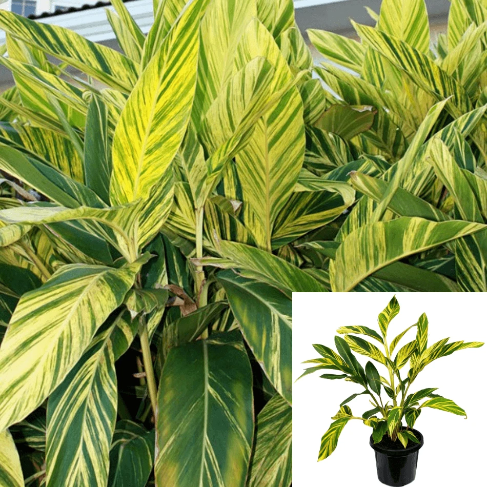 Alpinia Sanderae 1Gallon Variegated Ginger Lime Plant Live Plant - $737.23 MXN